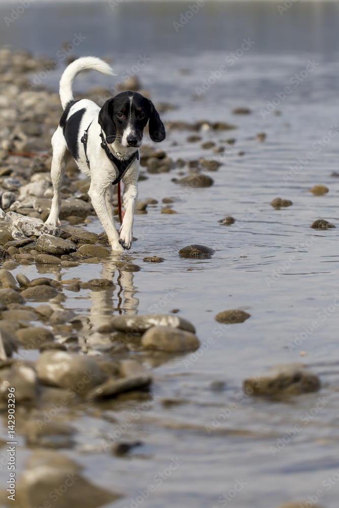 Cane nel fiume