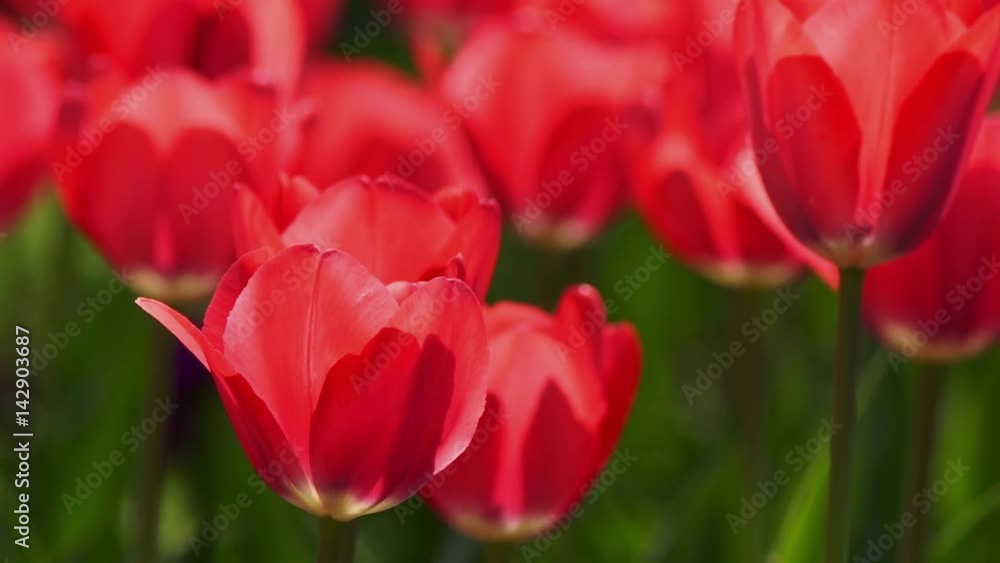 Red tulips close up Red tulips close up