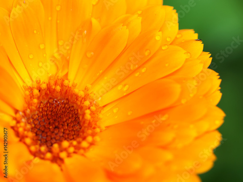 Orange flower of calendula with dew. Background. Close-up.