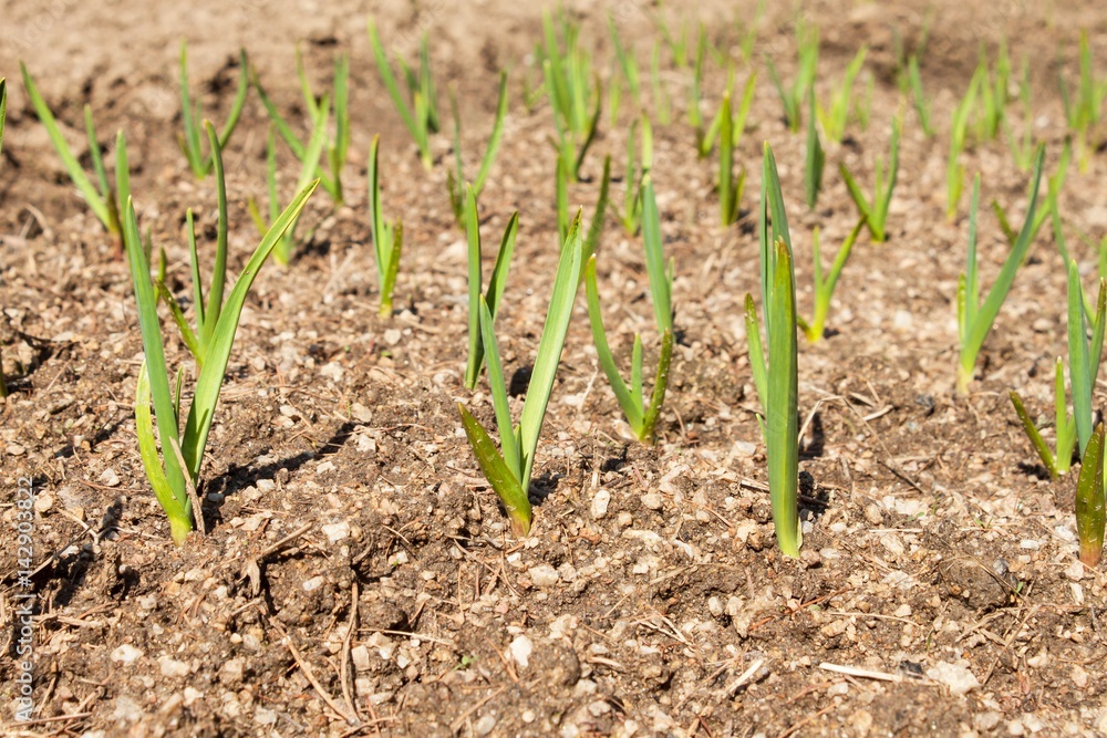 Spring garlic shoots. Growing vegetables. Green shoots of garlic in the dirt in the garden. Spring garlic shoots. Growing vegetables. Green shoots of garlic in the dirt in the garden.