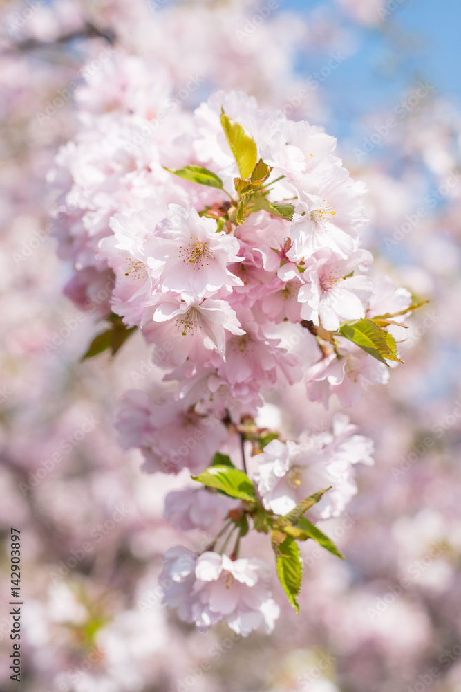 Kirschblüte