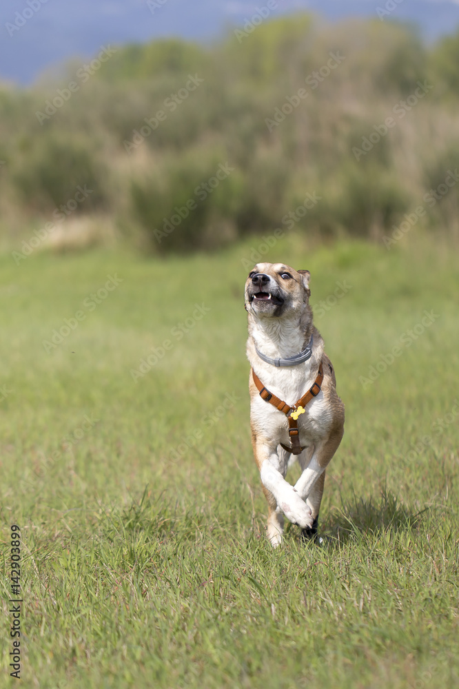 Cane nel prato che corre