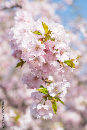 Kirschblüte © fotogestoeber