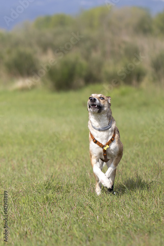 Cane nel prato che corre