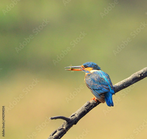 Common blue kingfisher with a catch