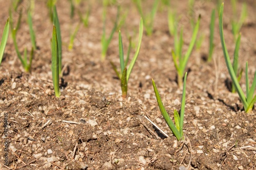 Spring garlic shoots. Growing vegetables. Green shoots of garlic in the dirt in the garden.