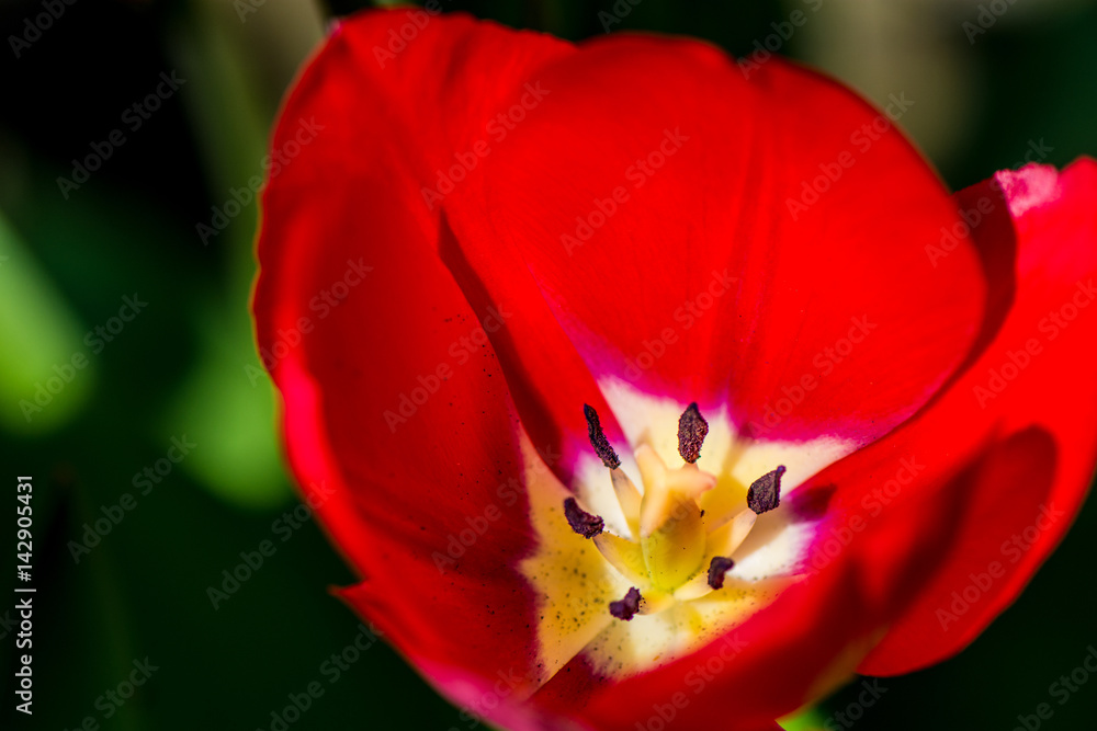 Red Tulip flower