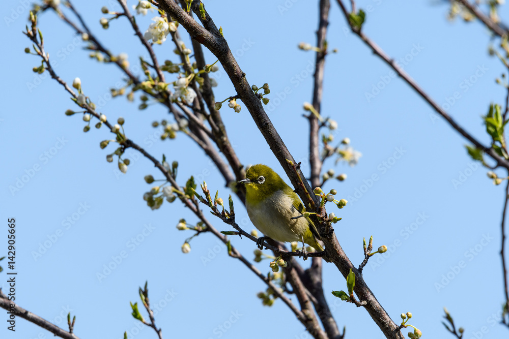 Naklejka premium メジロとスモモ