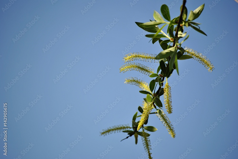 unusual tree with yellow flowers unusual tree with yellow flowers