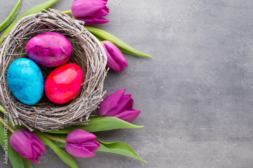 Easter eggs the nest and tulip. Gray background.