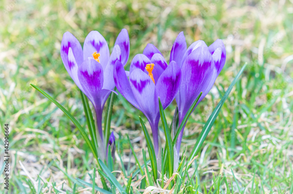 Purple flower in nature. Beautiful crocus flowers during spring. Purple flower in nature. Beautiful crocus flowers during spring.