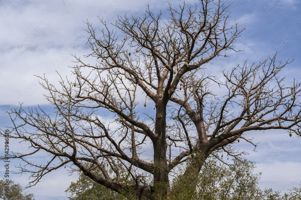 Baobab Tree, National Park W, Niger Baobab Tree, National Park W, Niger