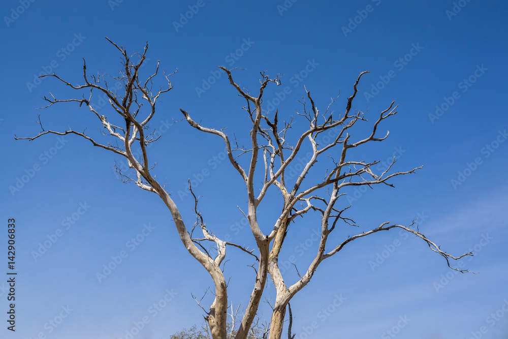 Abstract dead tree, Parc National du W, Niger Abstract dead tree, Parc National du W, Niger