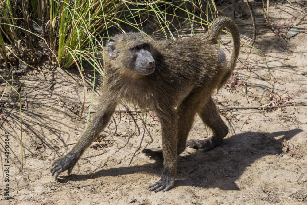 Naklejka premium Baboons, National Park W, Niger 