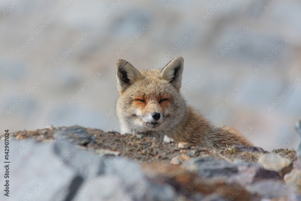Red fox 05 Red fox 05