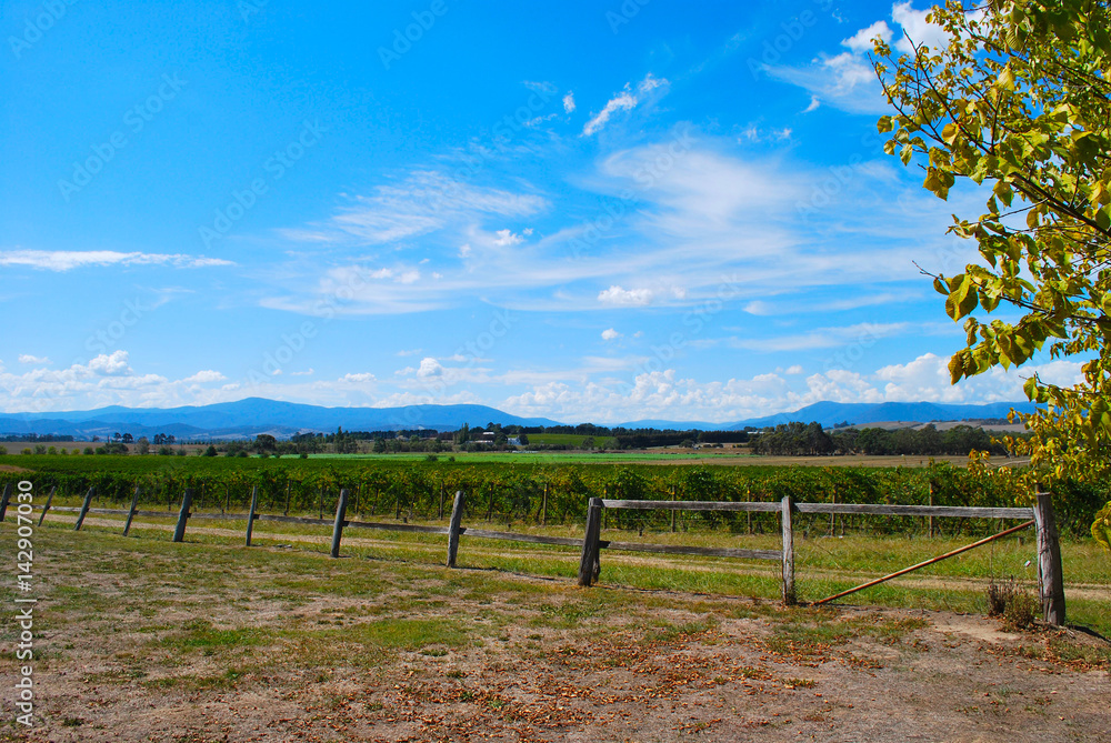 Winery vineyard at Yarra Valley next to Melbourne in Victoria, Australia.