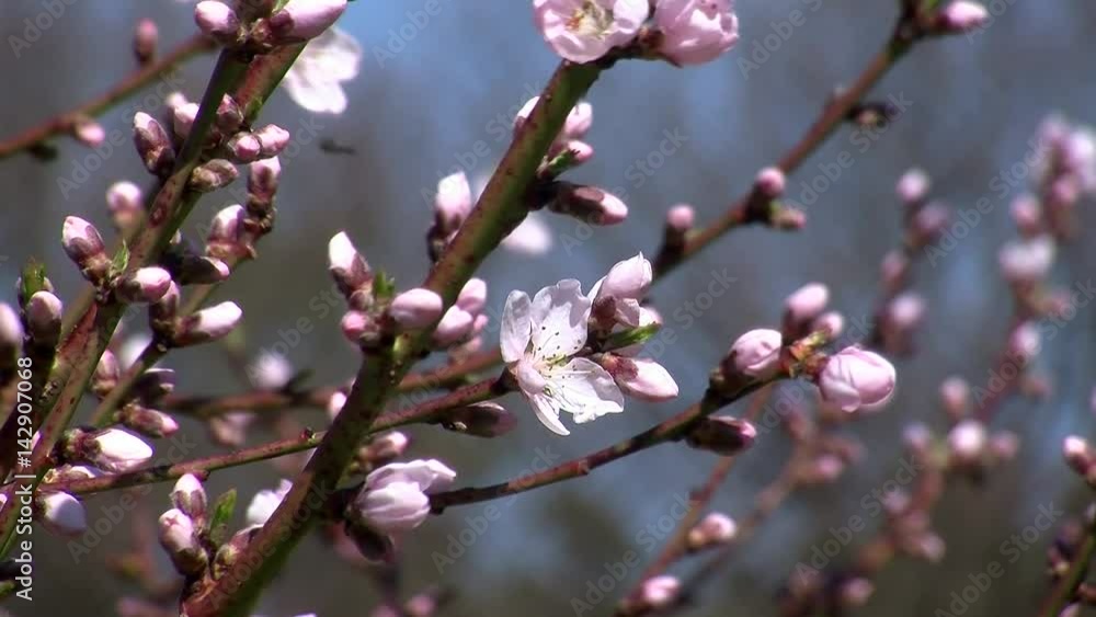 Triebe und Blüten an den Ästen eines Pfirsichbaumes Triebe und Blüten an den Ästen eines Pfirsichbaumes