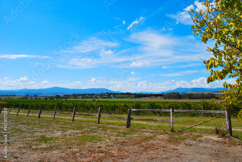 Winery vineyard at Yarra Valley next to Melbourne in Victoria, Australia.