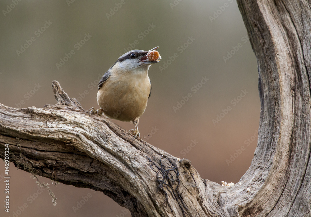 Fototapeta premium nuthatch