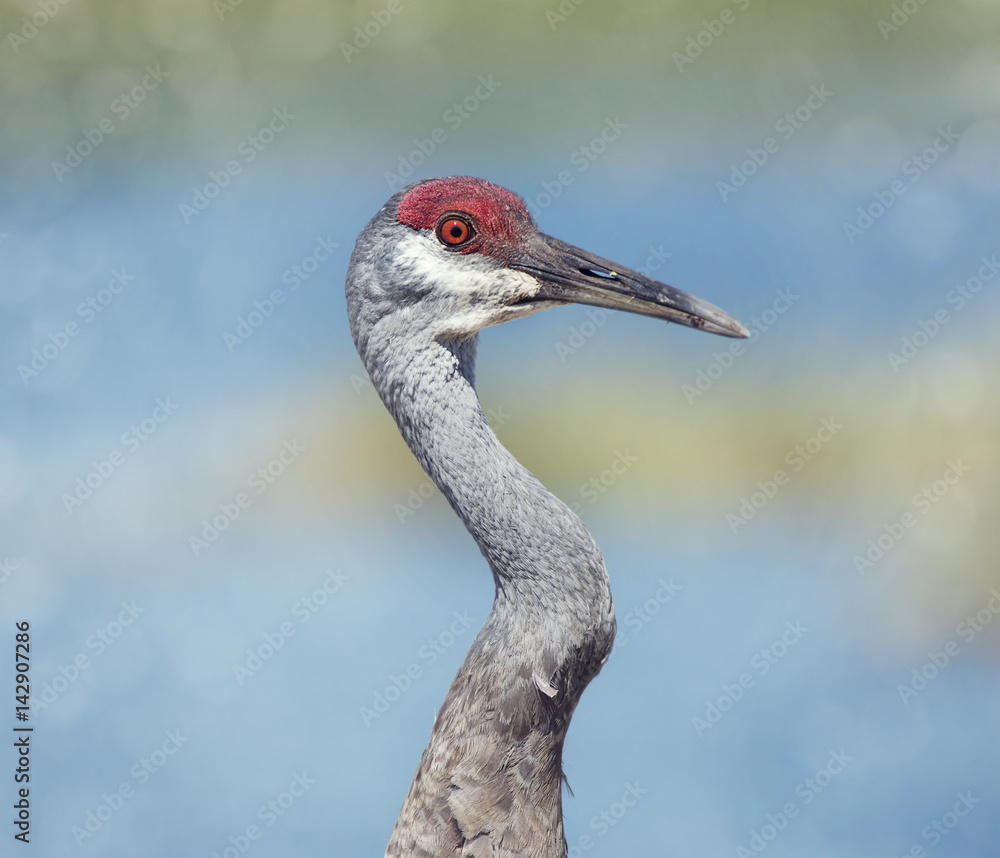 Fototapeta premium Sandhill Crane portrait