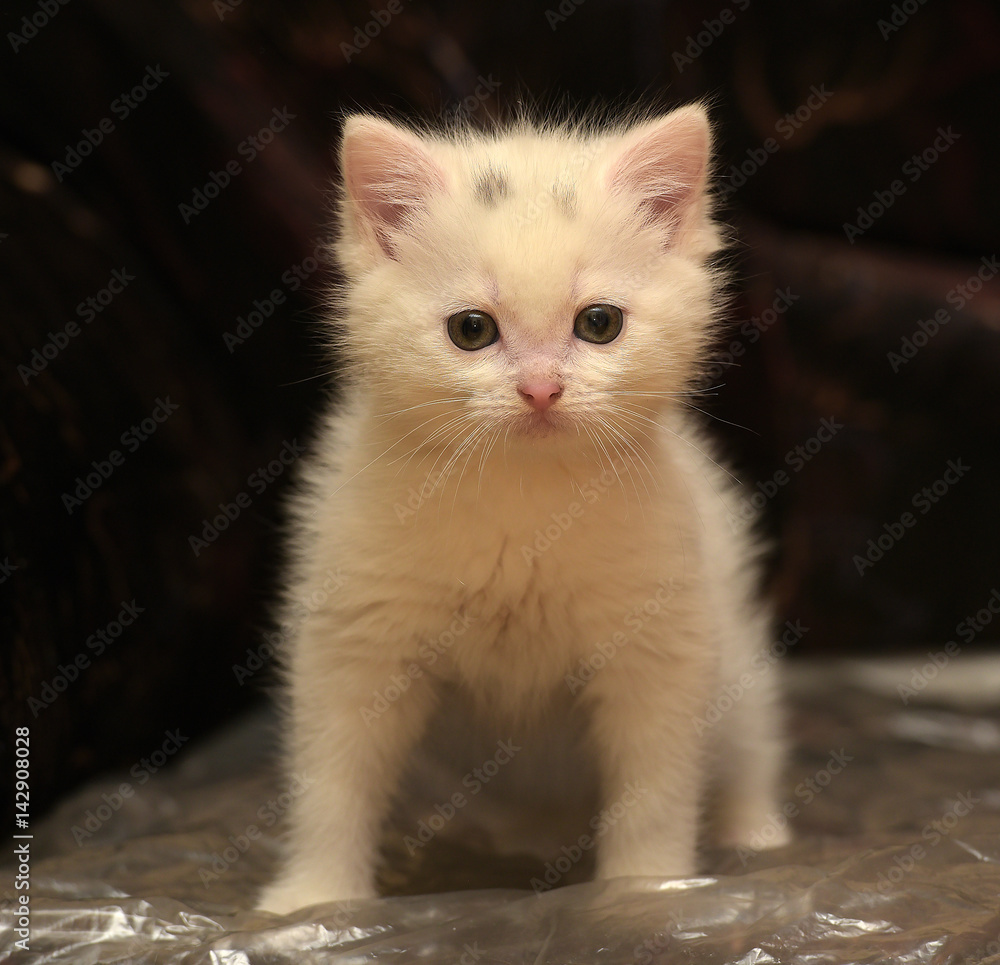 Little cute white kitten on a dark background