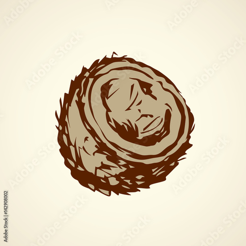 Coconut. Vector drawing