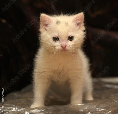 Little cute white kitten on a dark background