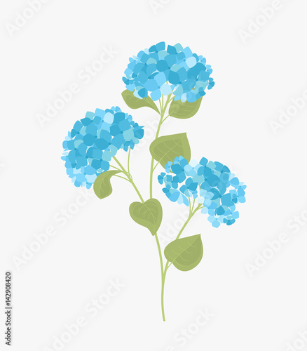 Fototapeta Naklejka Na Ścianę i Meble -  Vector hydrangea flower