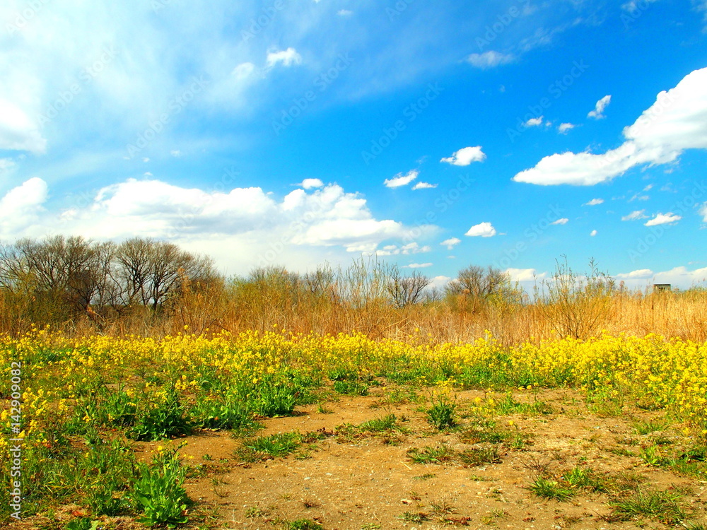 Obraz premium 菜の花咲く河川敷風景