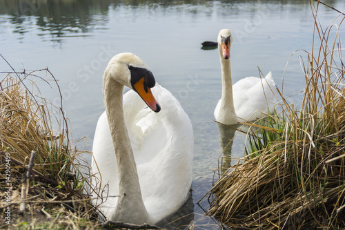 Schw  ne am See