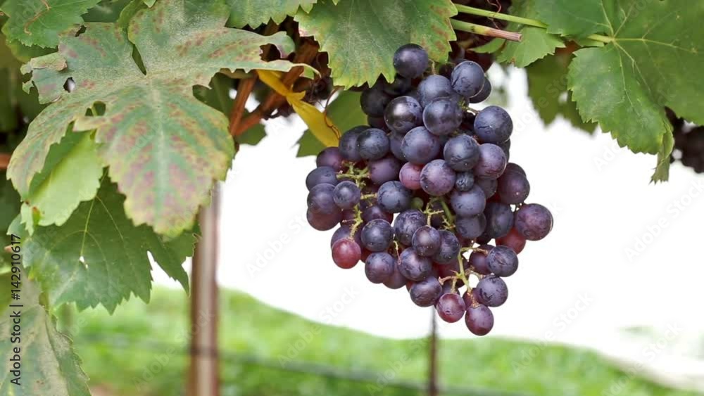 Ripe grapes in vineyard ready for harvest. Ripe grapes in vineyard ready for harvest.