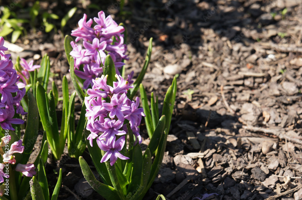 Fototapeta premium Purple hyacinth or hyacinthus orientalis flowers on ground