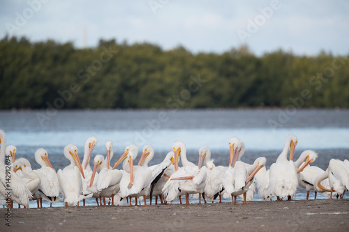 American white pelican photo