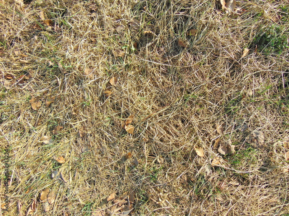 straw dry grass on the ground background