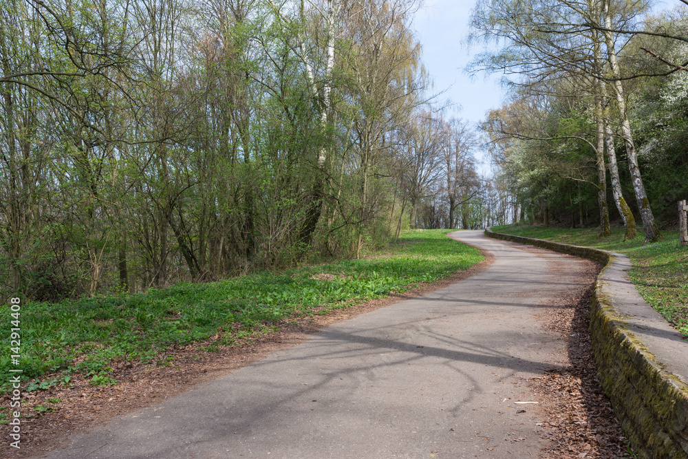 Forest Path Foliage Bright Beautiful Day Outdoors Wildlife Park Destination Green Lush Forest Path Foliage Bright Beautiful Day Outdoors Wildlife Park Destination Green Lush