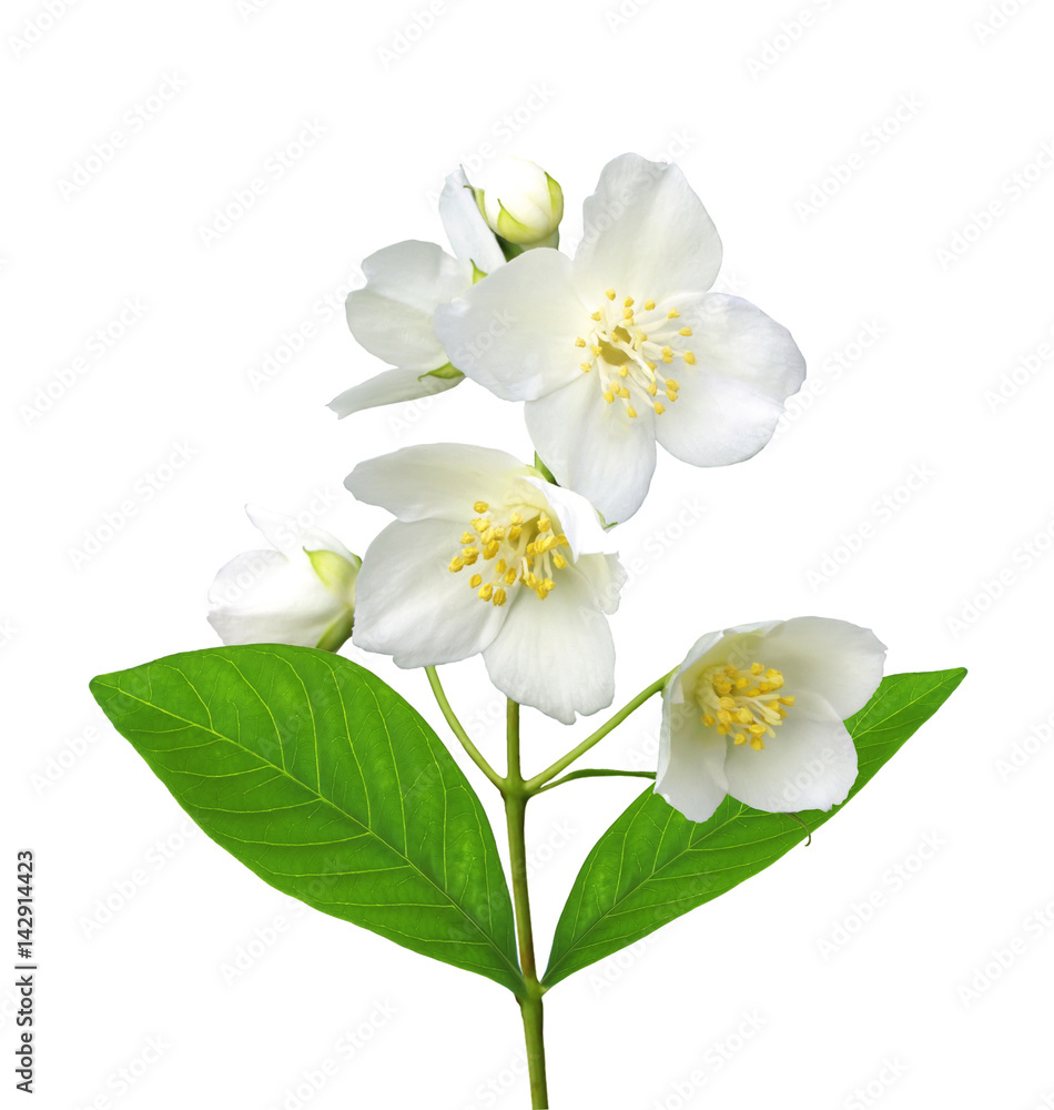 Obraz premium White flower (jasmine) isolated on white background.