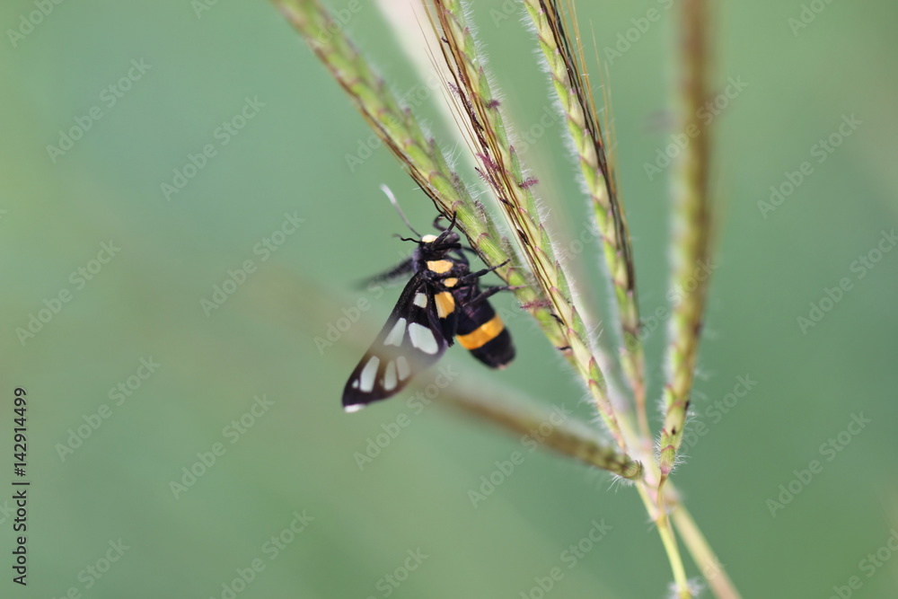 Fototapeta premium insect