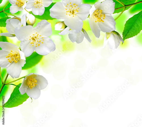Jasmine flower with leaves beautiful background