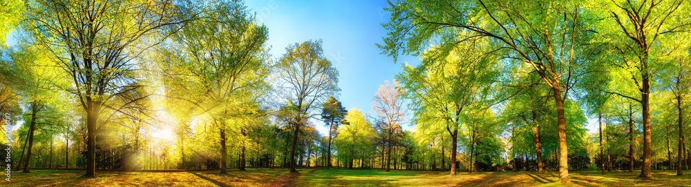 Gorgeous panoramic spring scenery with the sun beautifully illuminating the fresh green foliage