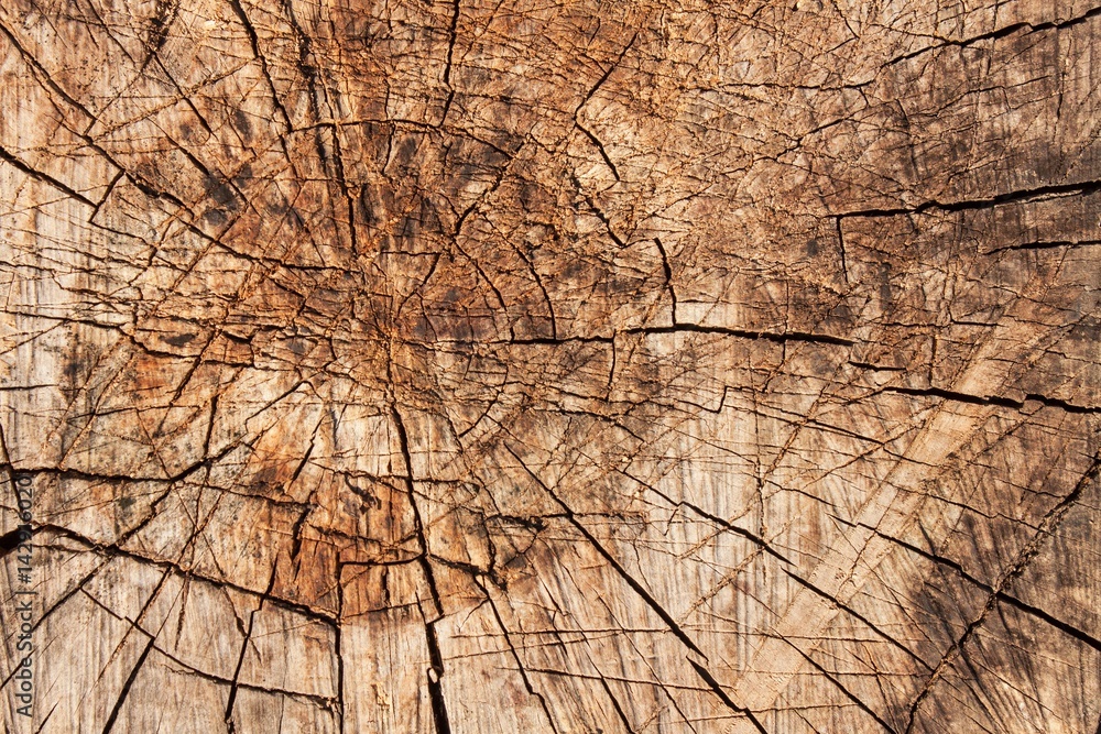 Fototapeta premium Wooden background rings. Detailed view of the structure of wood.