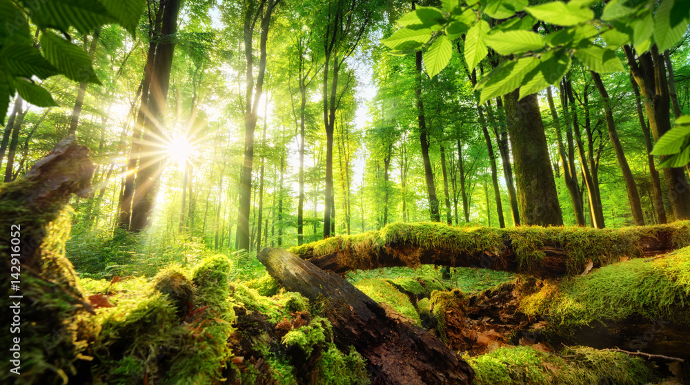 Naklejka premium Sceneria zielonego lasu ze słońcem rzucającym piękne promienie przez liście, omszała tarcica na pierwszym planie