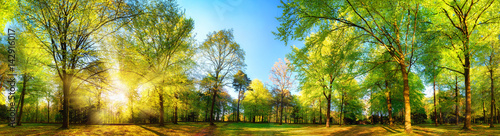 Gorgeous panoramic spring scenery with the sun beautifully illuminating the fresh green foliage