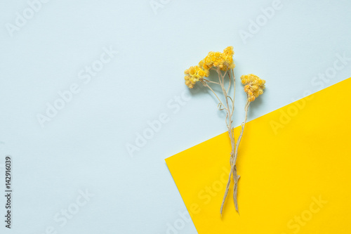 Twigs of dried immortelle on a pastel background photo