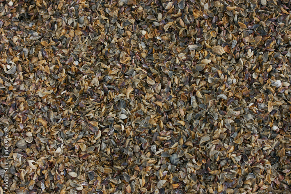 Close-up of Different colorful seashells. Seashell background. Texture of colorful seashells. Close-up of Different colorful seashells. Seashell background. Texture of colorful seashells.