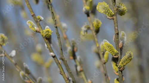 Pussy willow branches (Salix caprea) in early spring. 