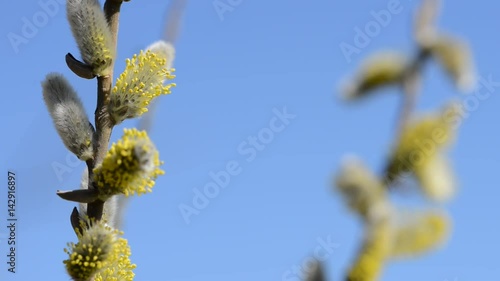 Pussy willow branches (Salix caprea) in early spring. 