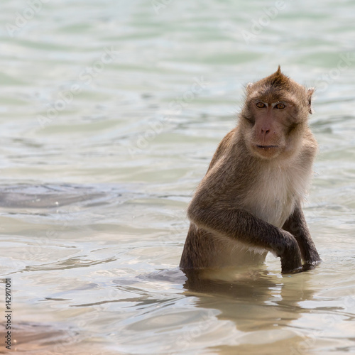 Monkey in the sea in sunny weather