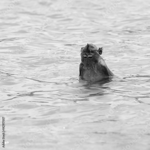 Monkey bathe - black and white © neonnspb