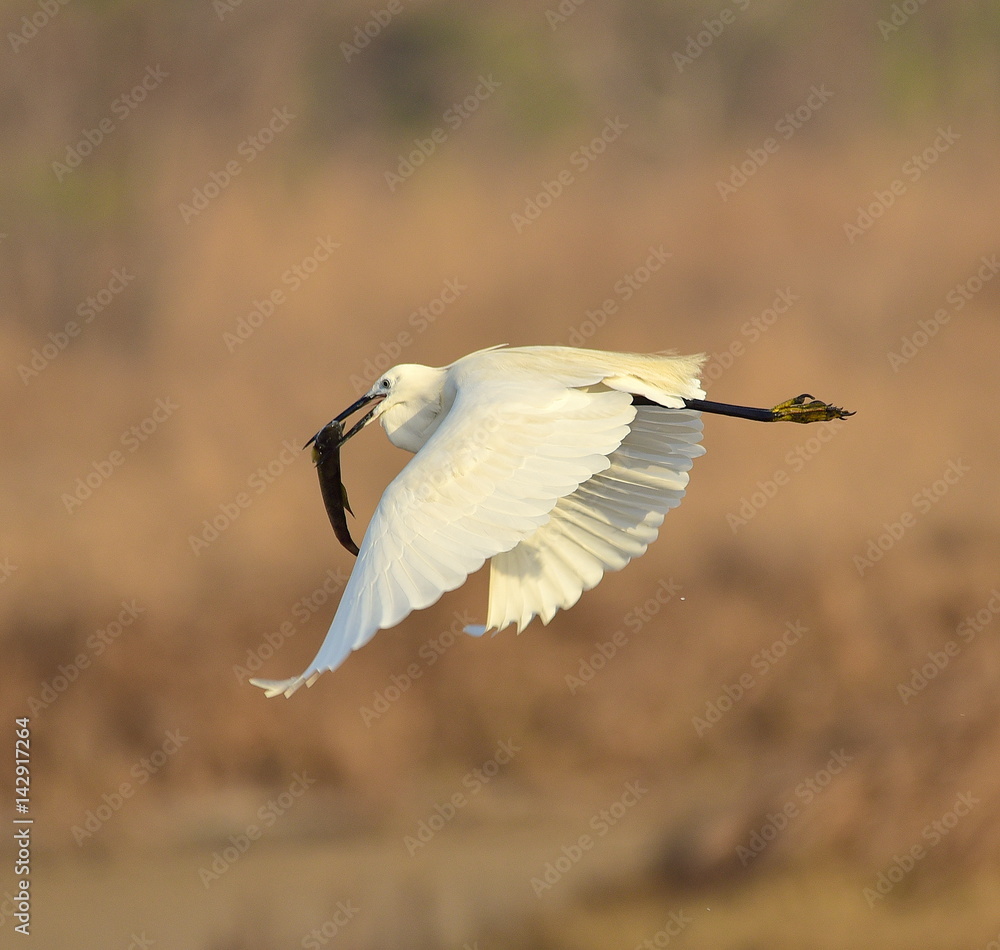 Little Egret with a fish catch in Mumbai
