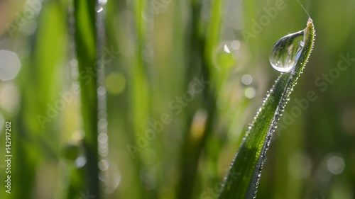 Fresh green spring grass with dew drops closeup. 